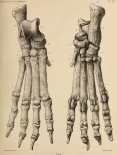 British_Pleistocene_Mammalia_(1866)_Cave_Hyena_Pes_1